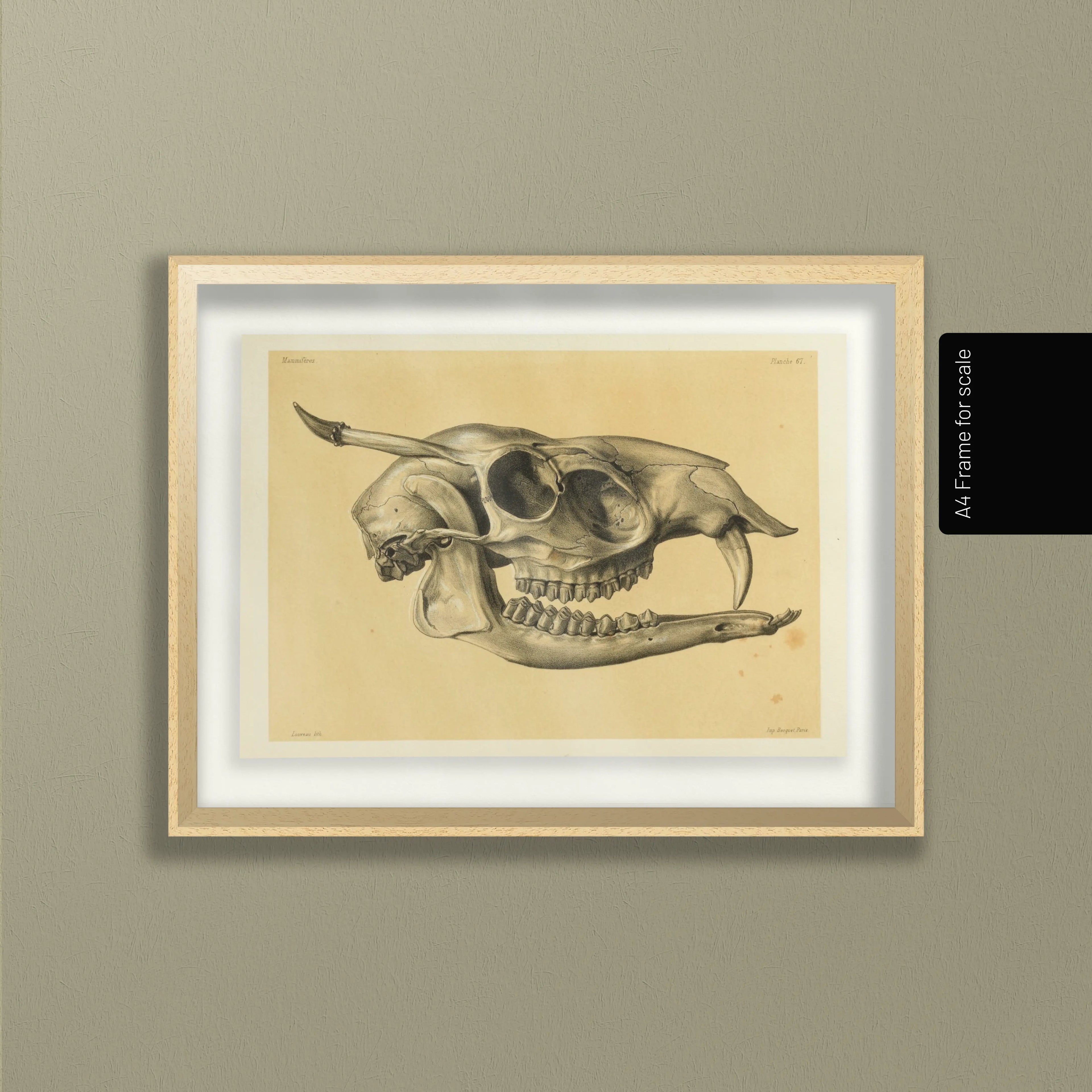 Anatomy: Plate No. 51
