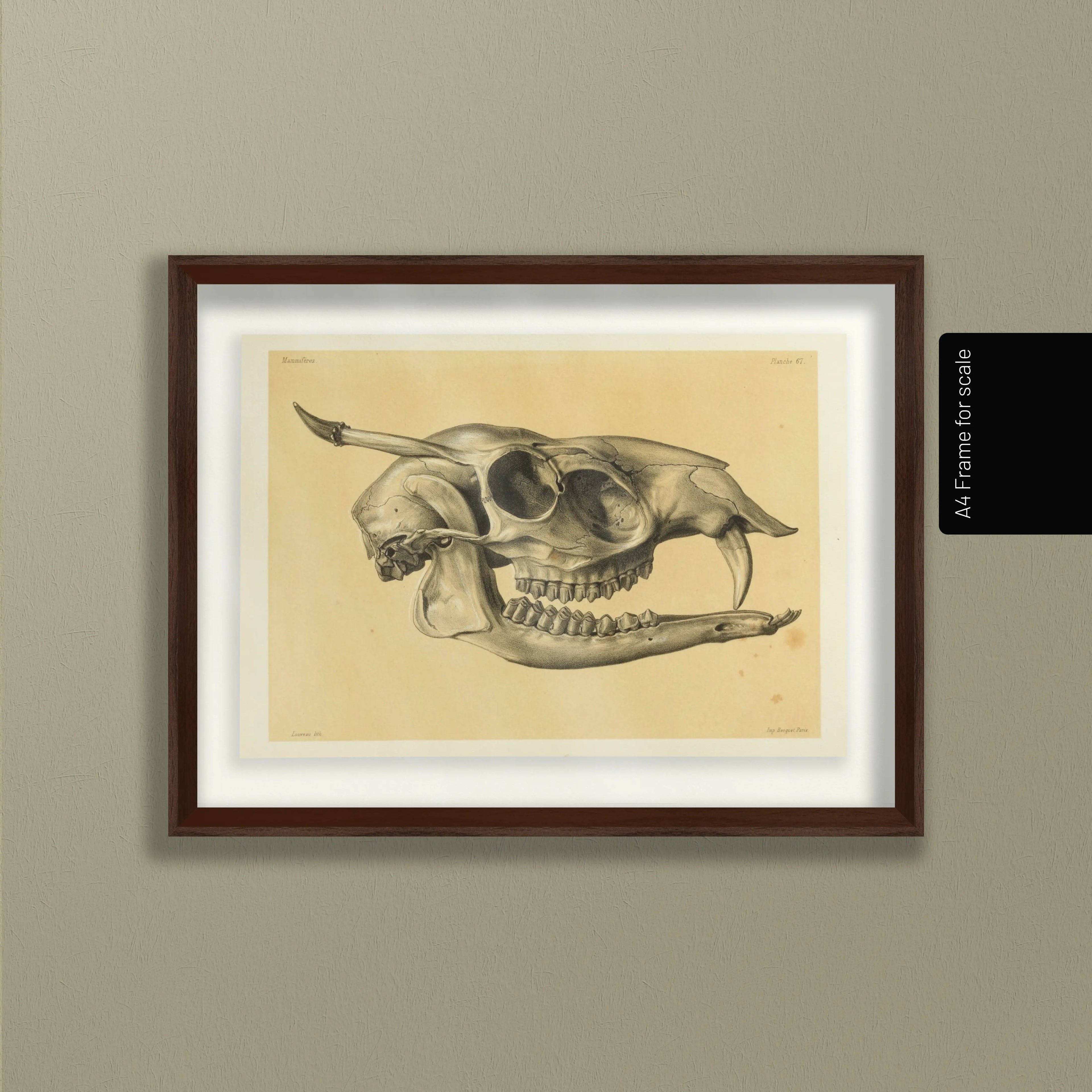Anatomy: Plate No. 51