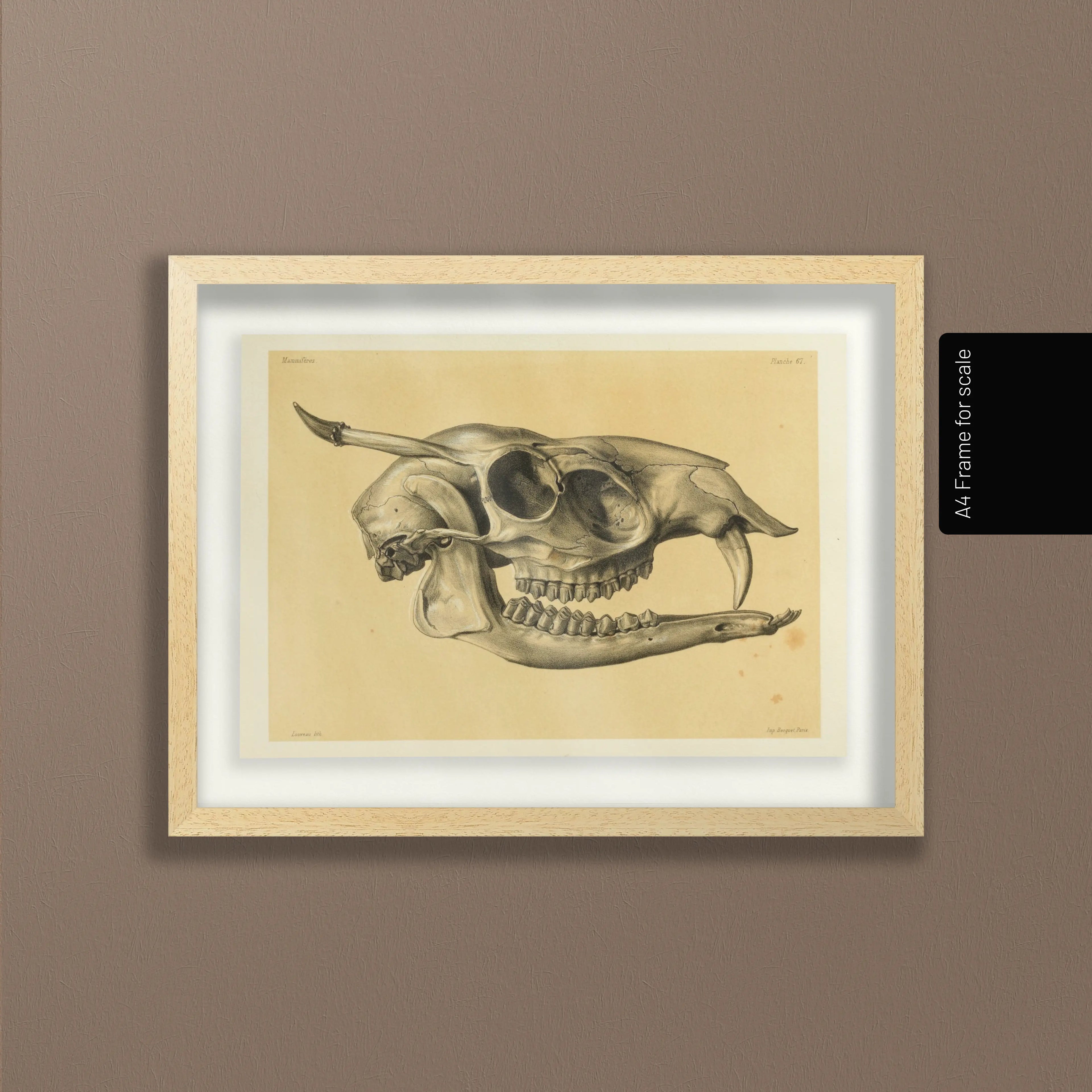 Anatomy: Plate No. 51
