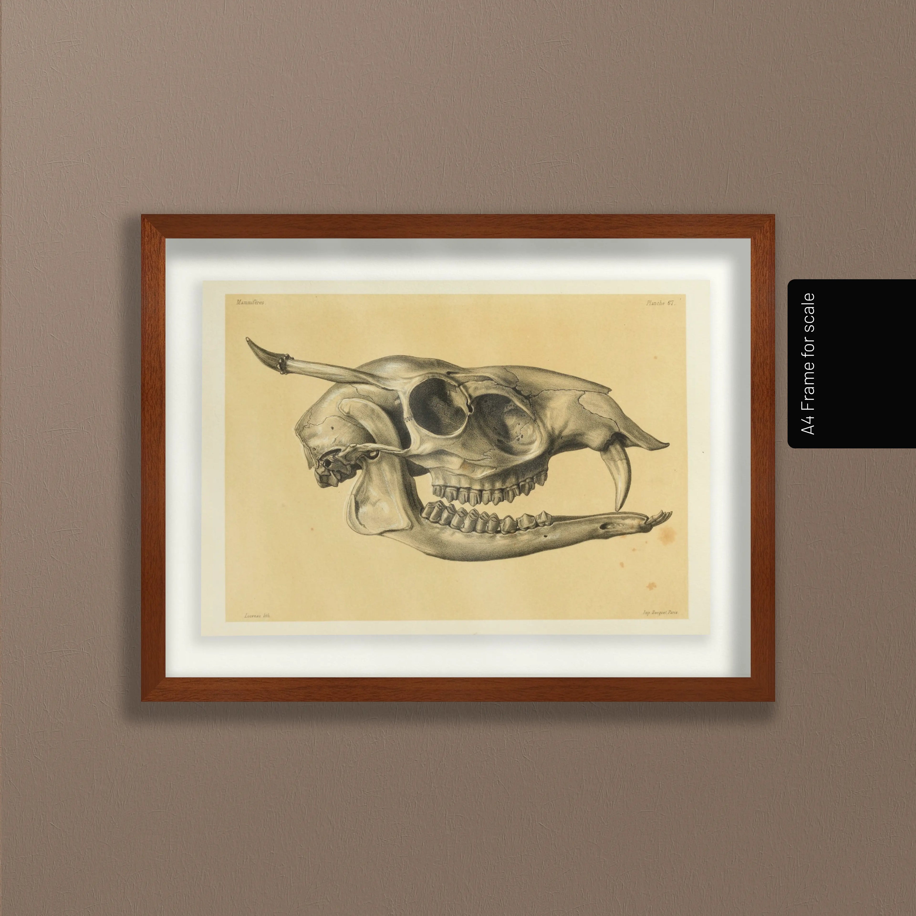 Anatomy: Plate No. 51