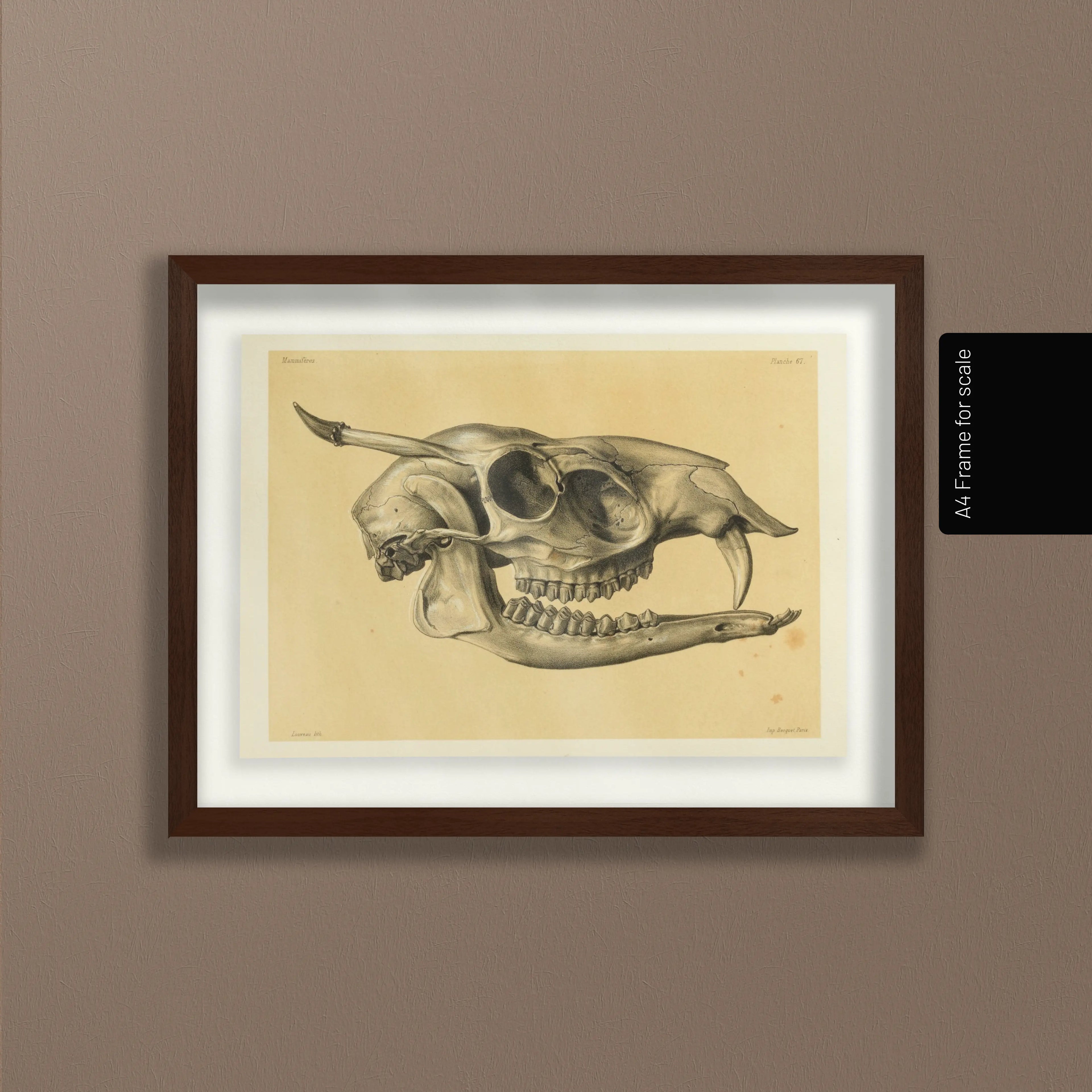 Anatomy: Plate No. 51