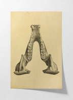 Anatomy: Plate No. 52