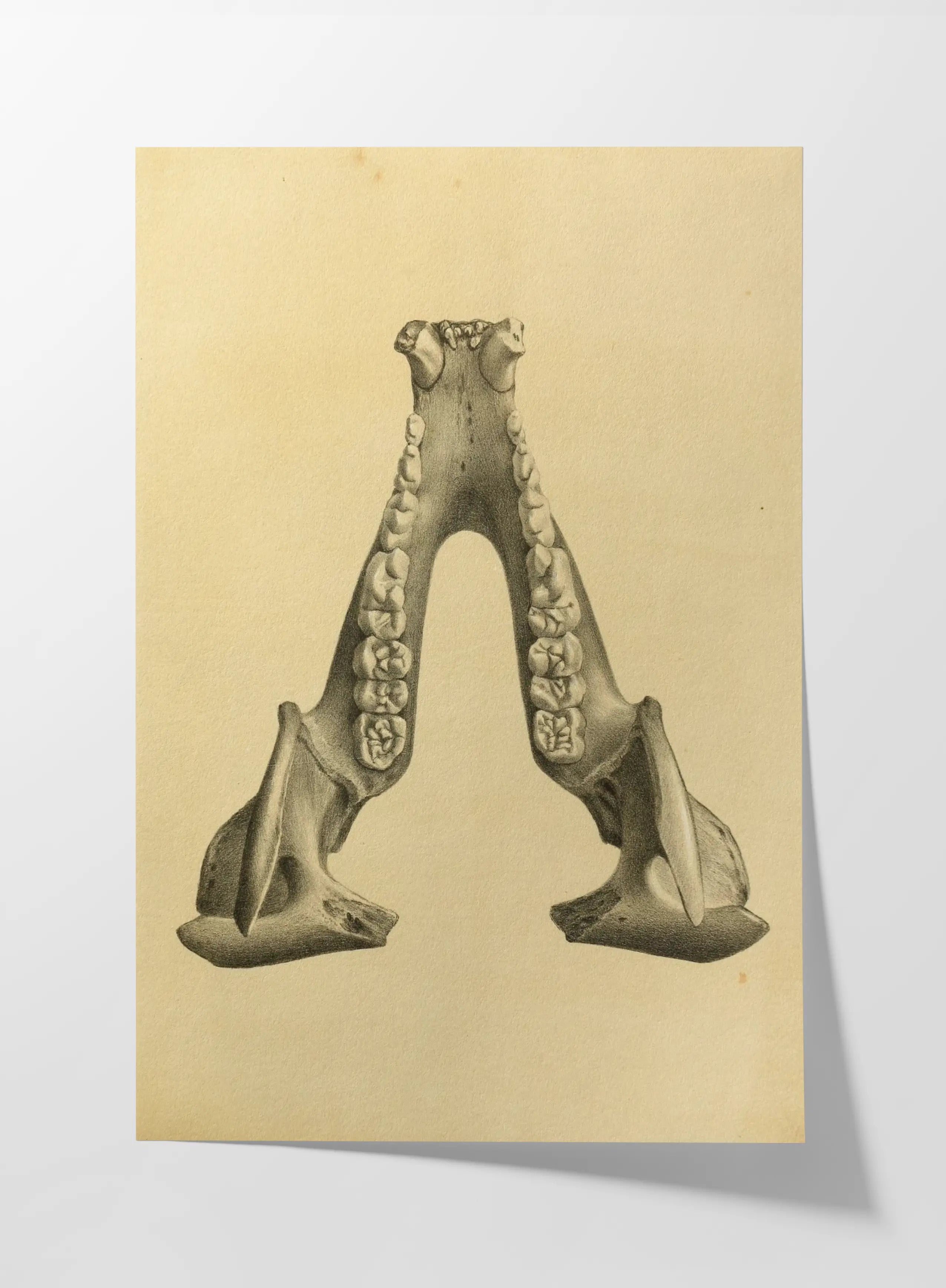 Anatomy: Plate No. 52
