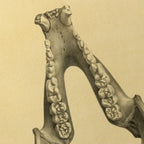 Anatomy: Plate No. 52