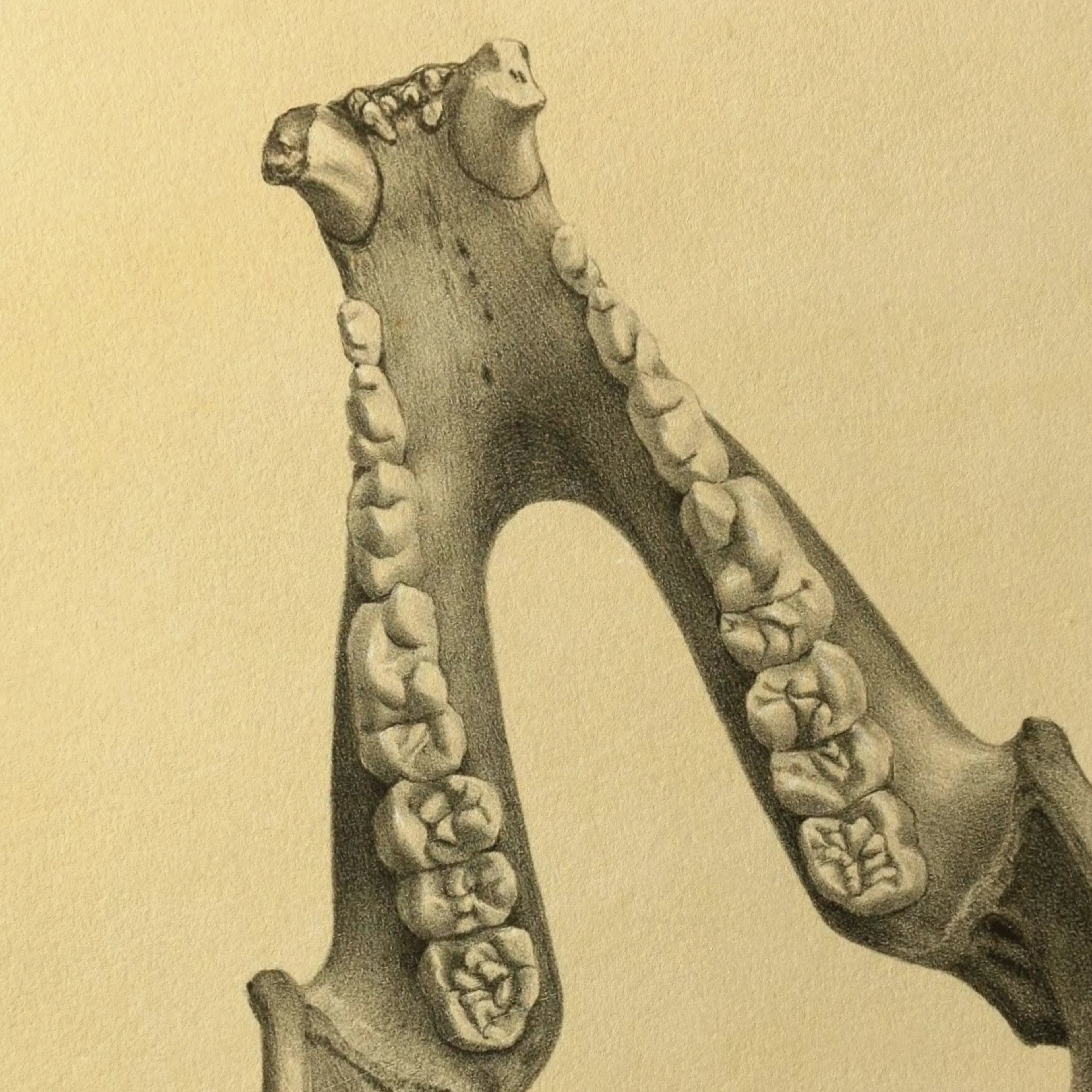 Anatomy: Plate No. 52