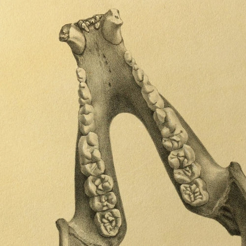 Anatomy: Plate No. 52