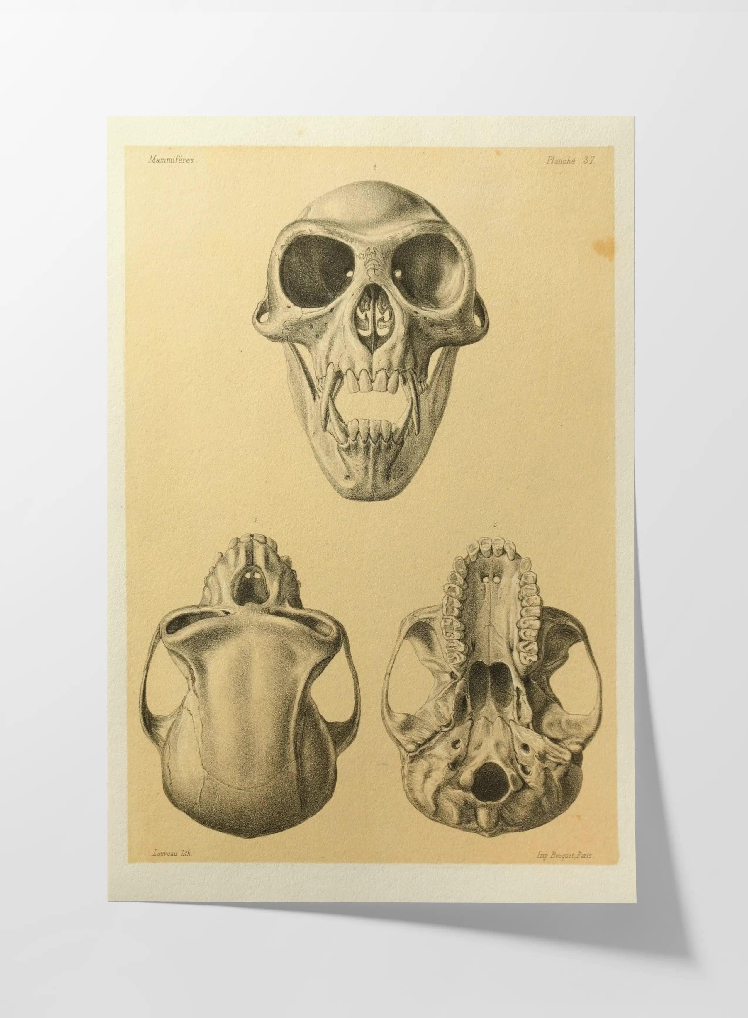Anatomy: Plate No. 53