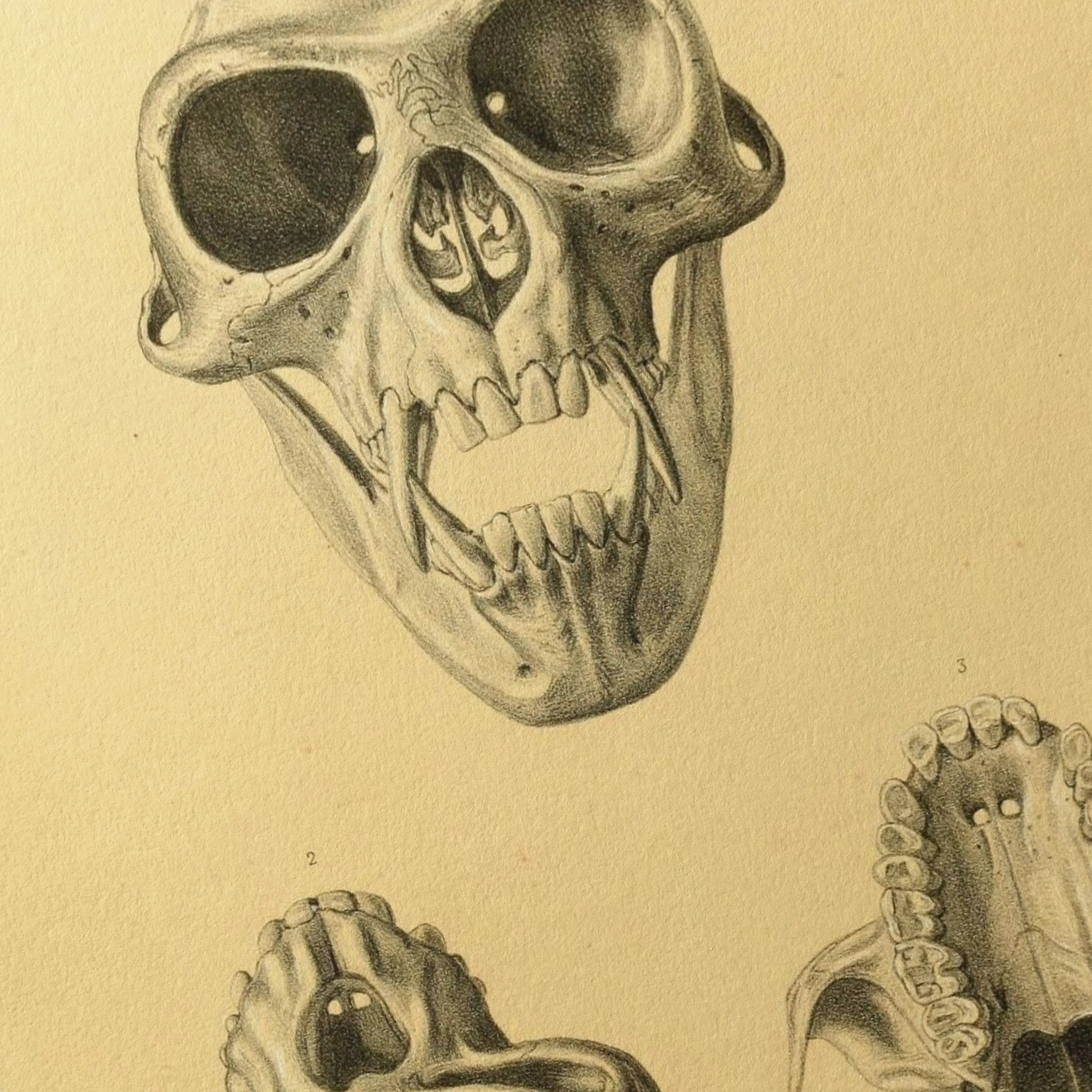 Anatomy: Plate No. 53
