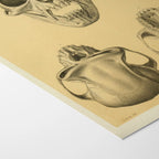 Anatomy: Plate No. 53