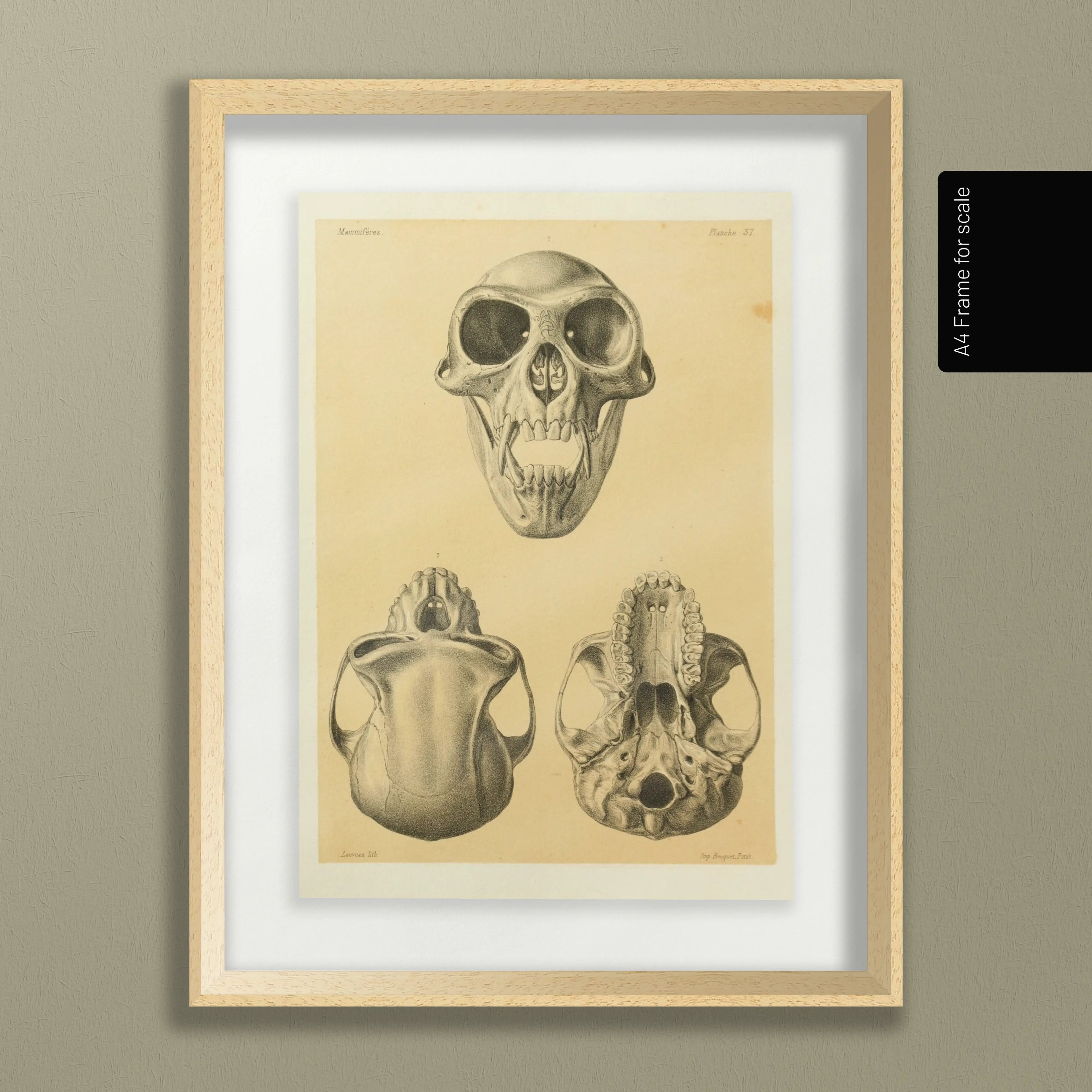 Anatomy: Plate No. 53