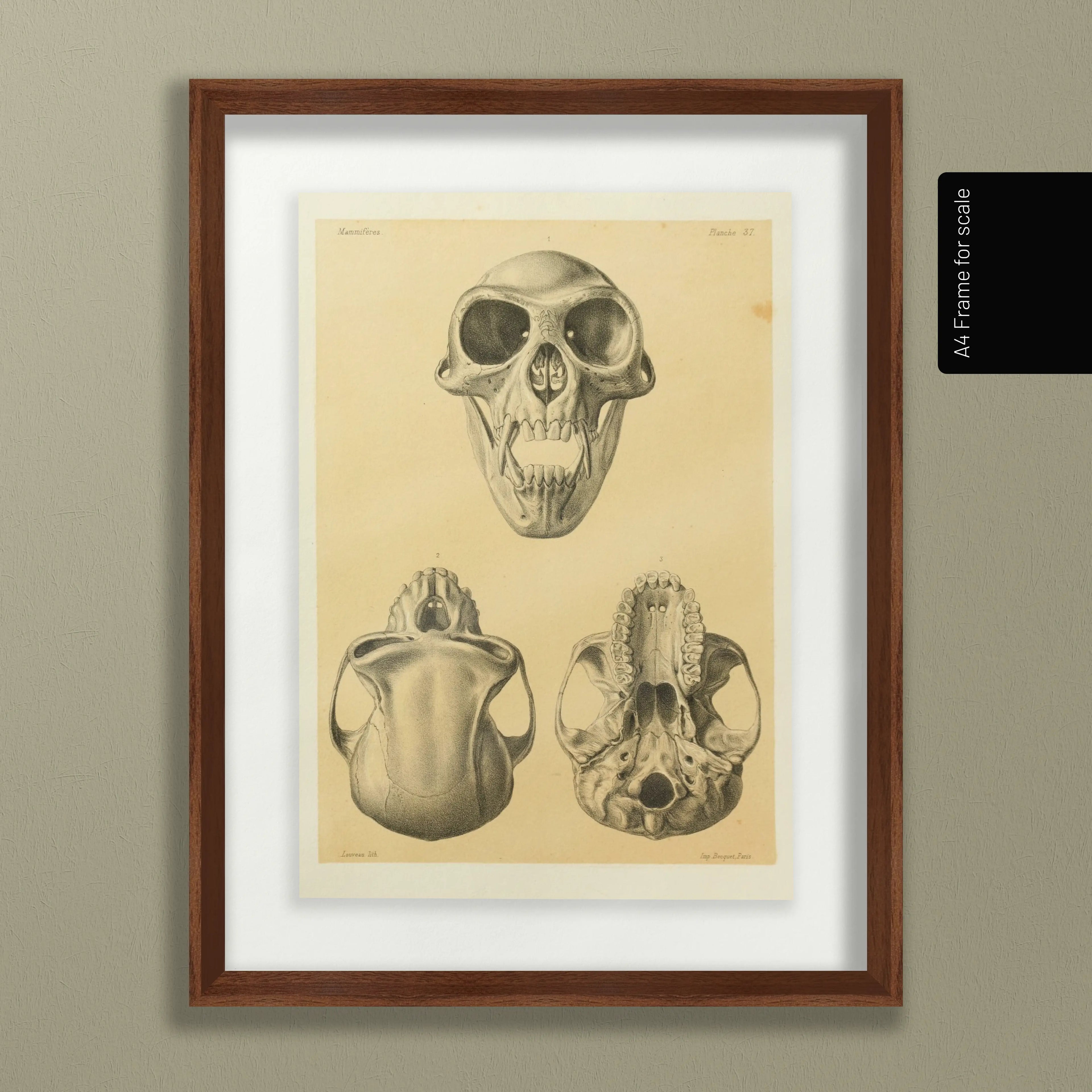 Anatomy: Plate No. 53