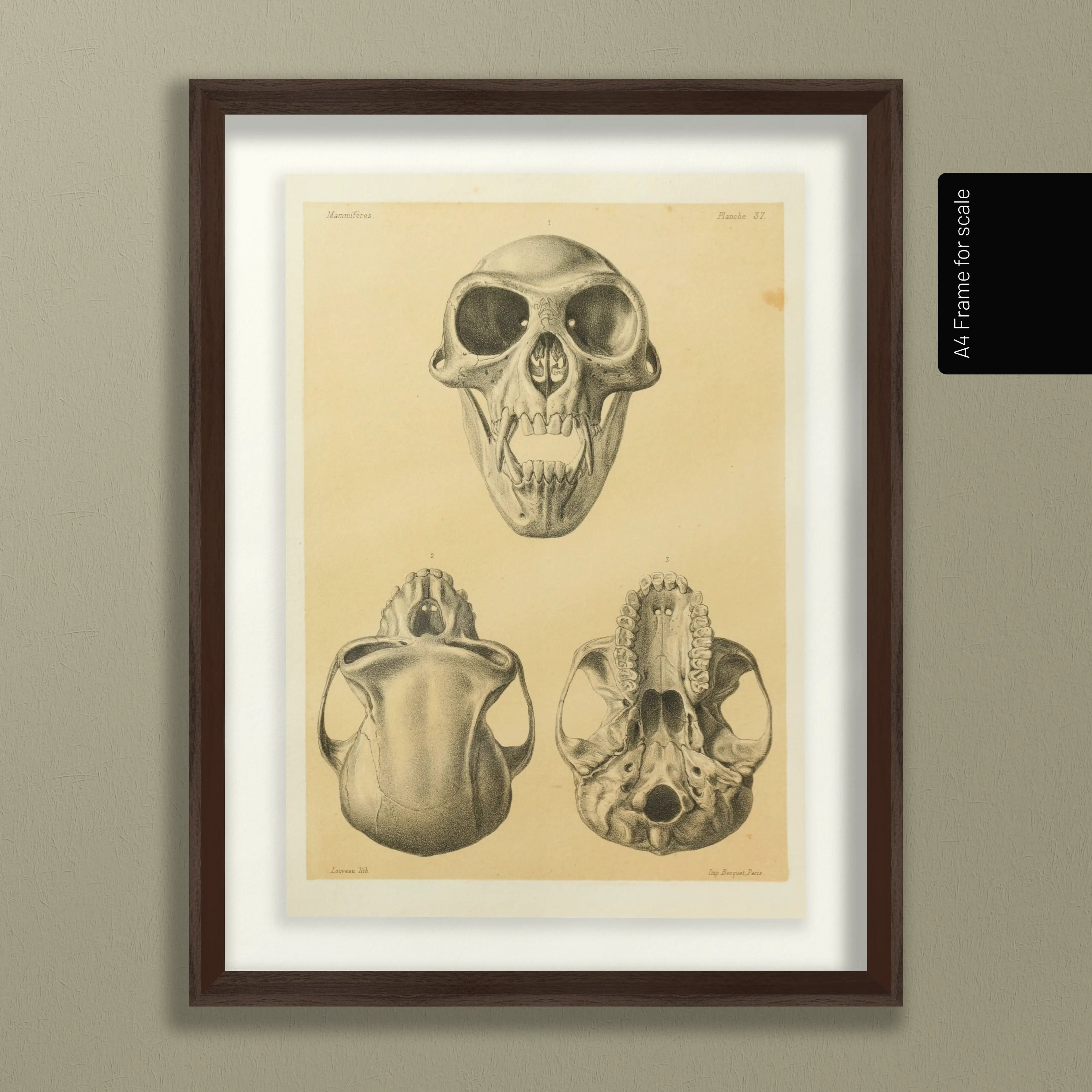 Anatomy: Plate No. 53
