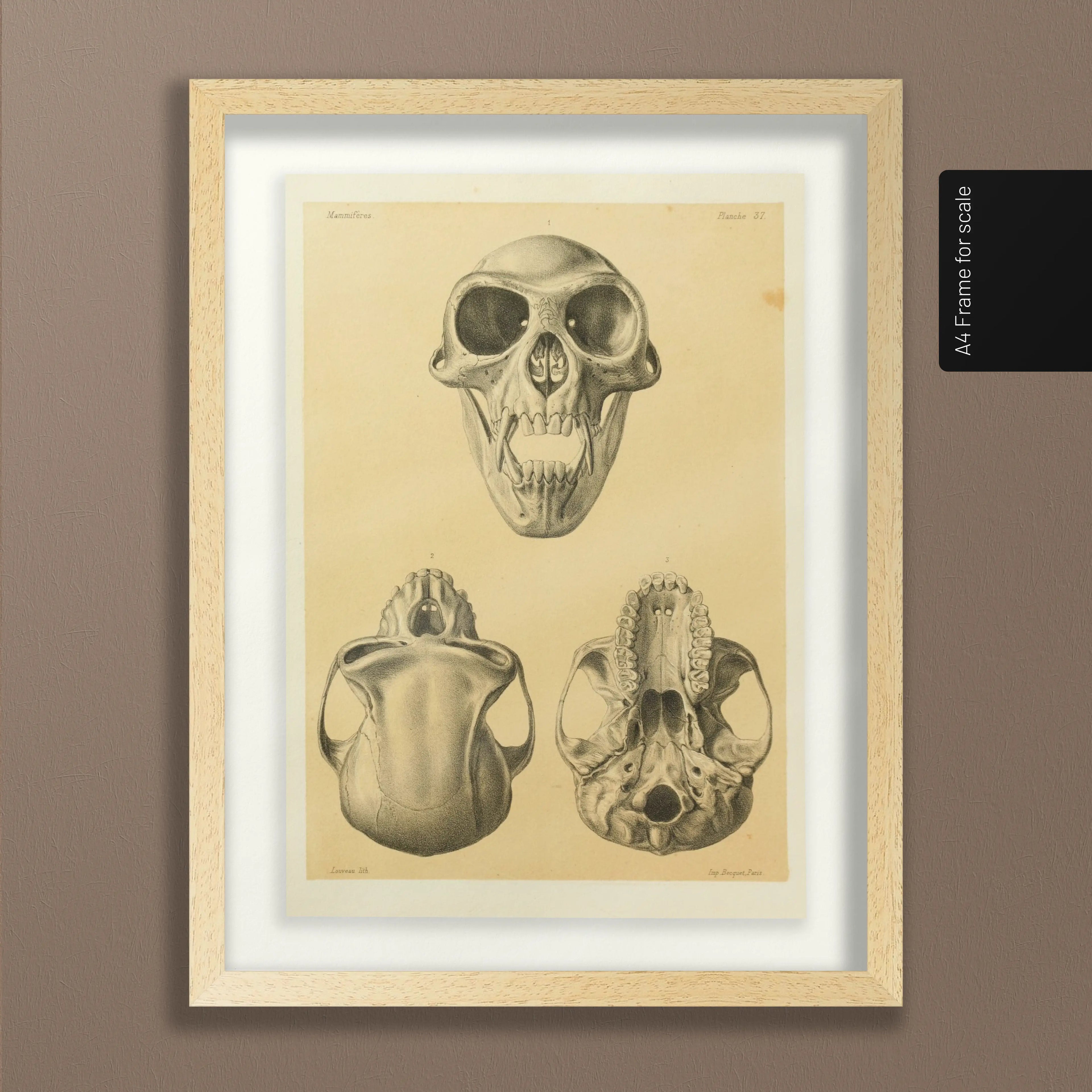 Anatomy: Plate No. 53