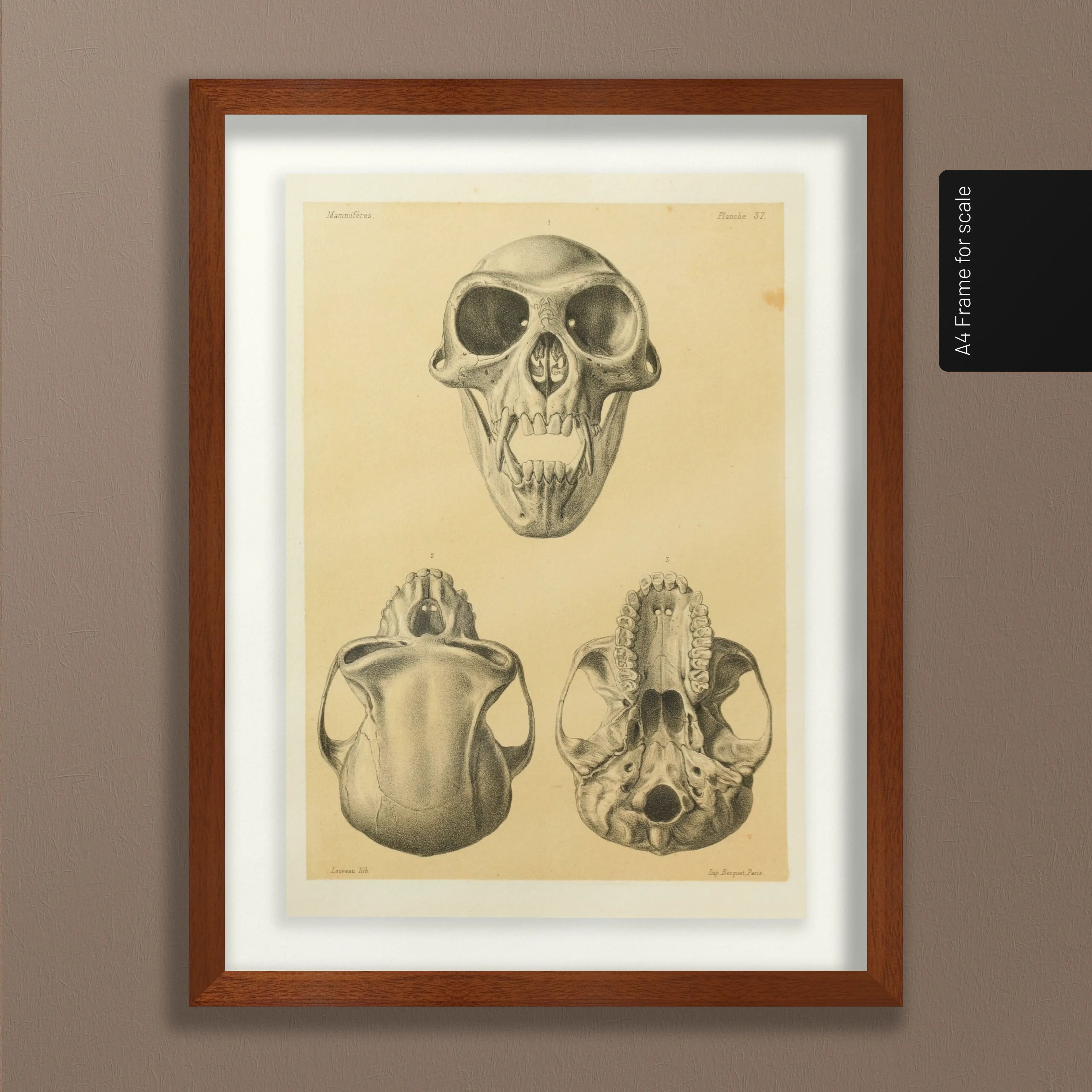 Anatomy: Plate No. 53