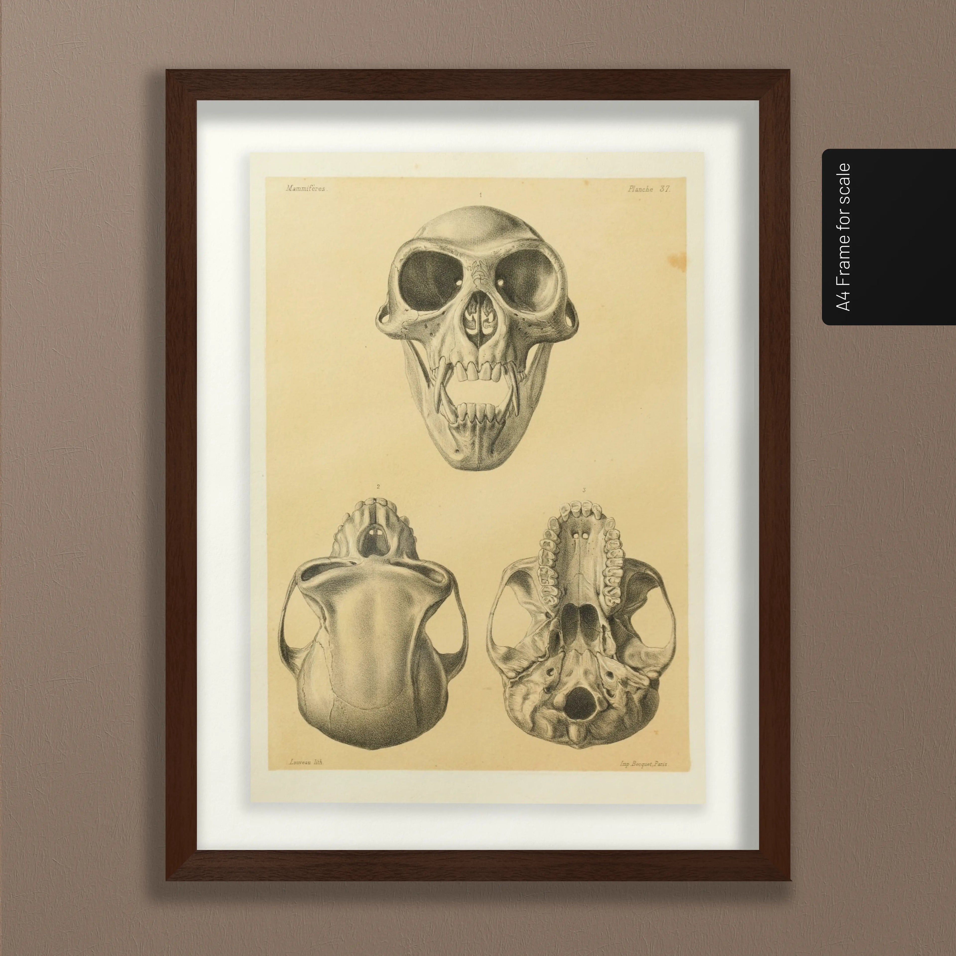 Anatomy: Plate No. 53