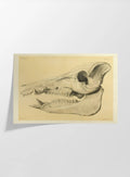 Anatomy: Plate No. 54