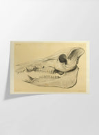 Anatomy: Plate No. 54