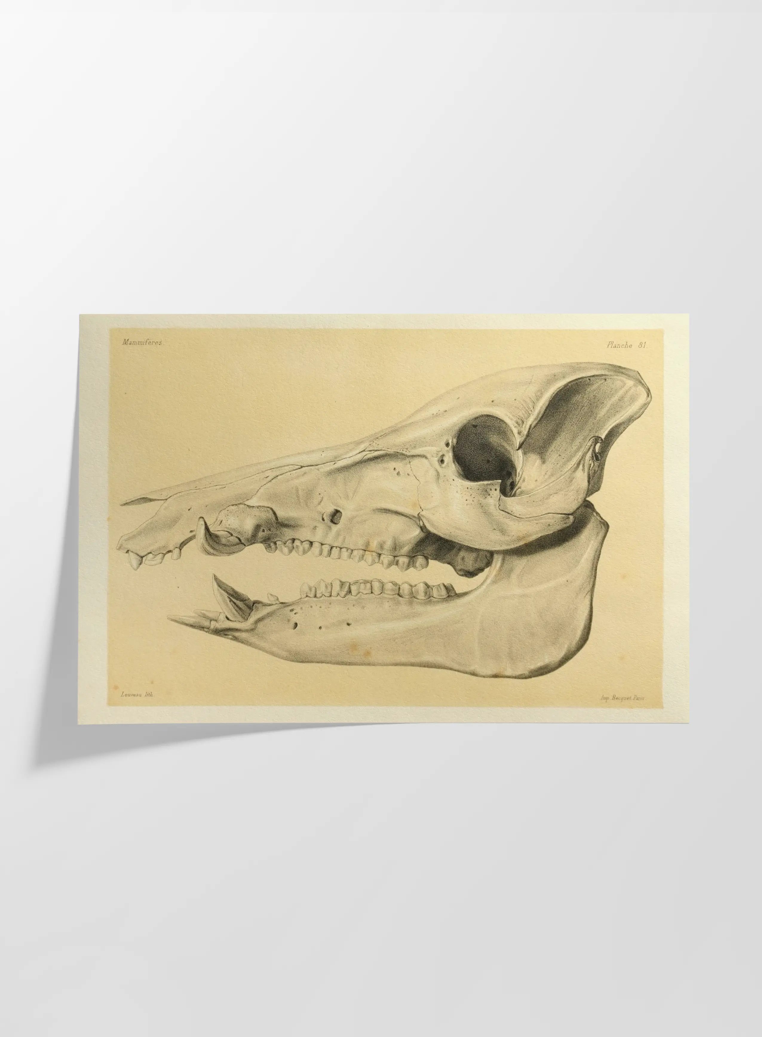 Anatomy: Plate No. 54