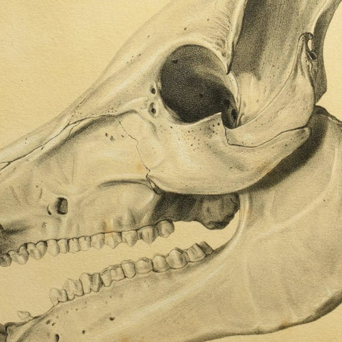 Anatomy: Plate No. 54