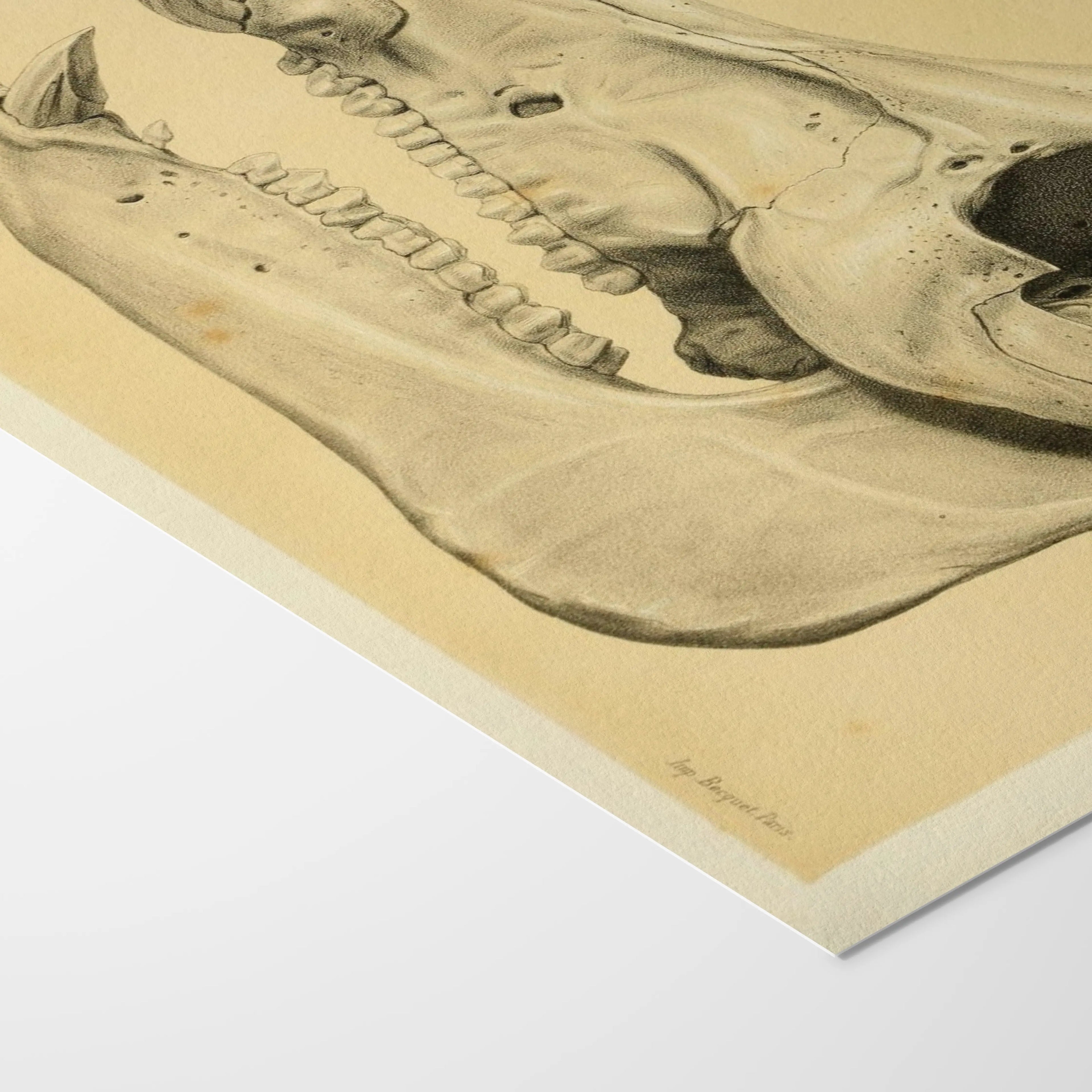 Anatomy: Plate No. 54