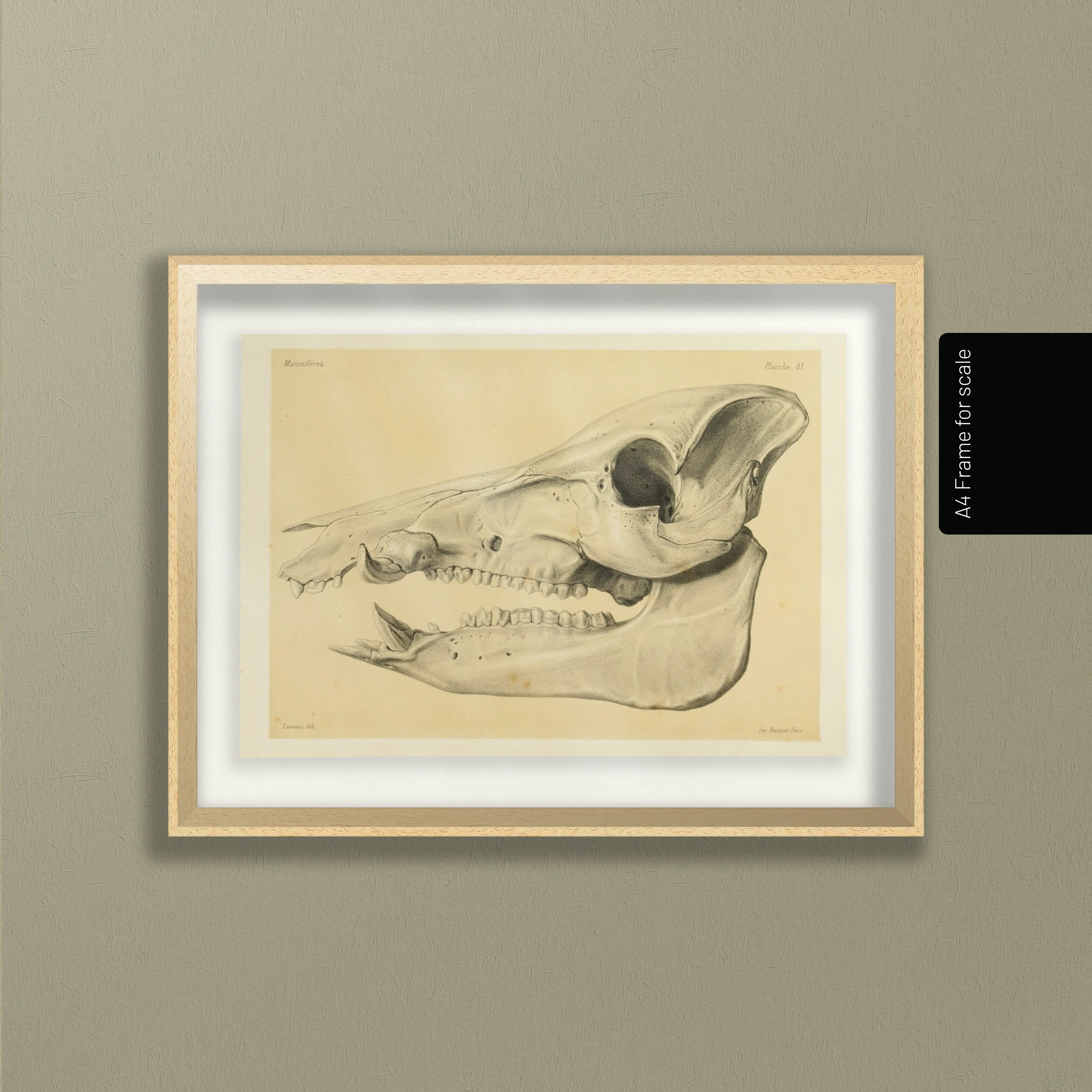 Anatomy: Plate No. 54
