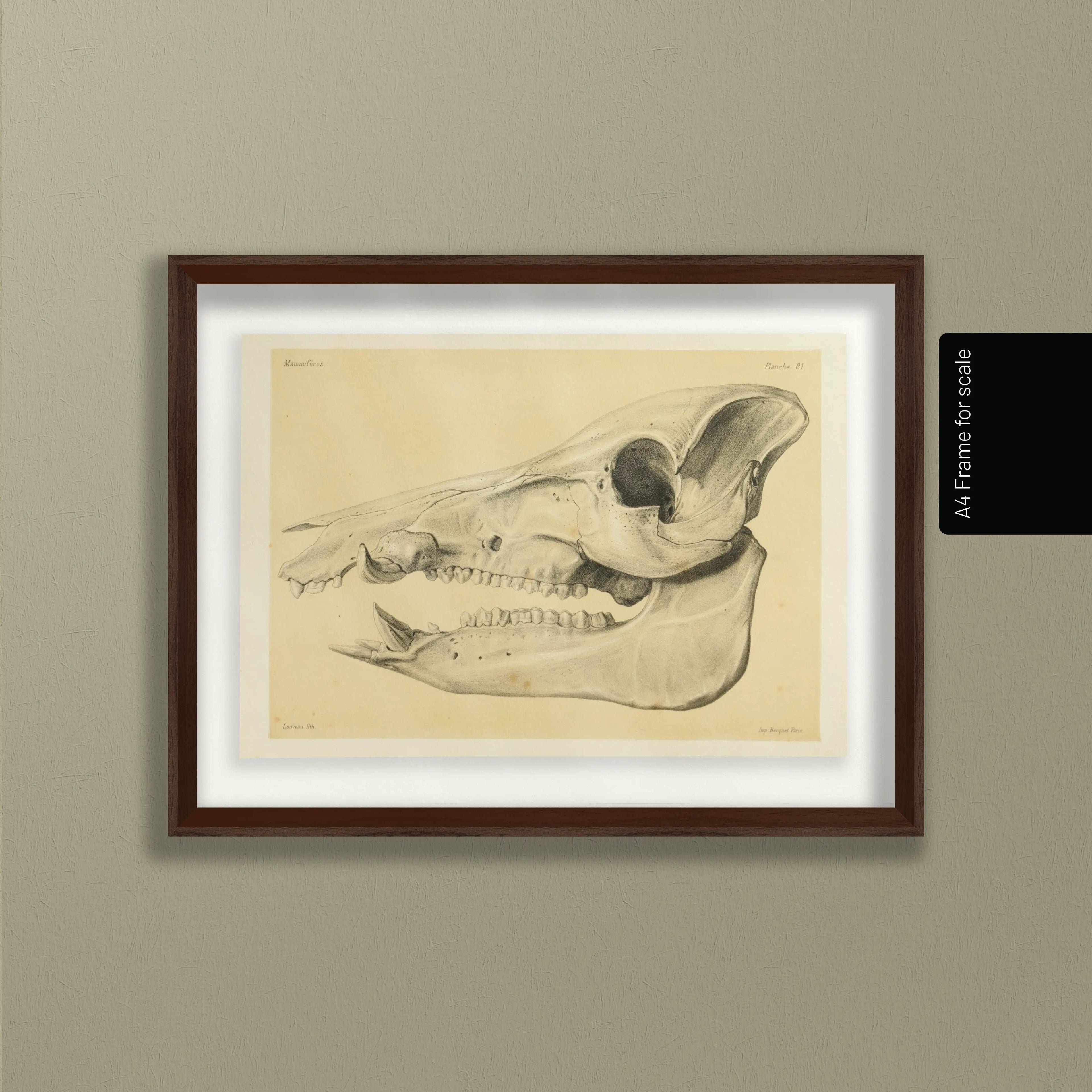 Anatomy: Plate No. 54