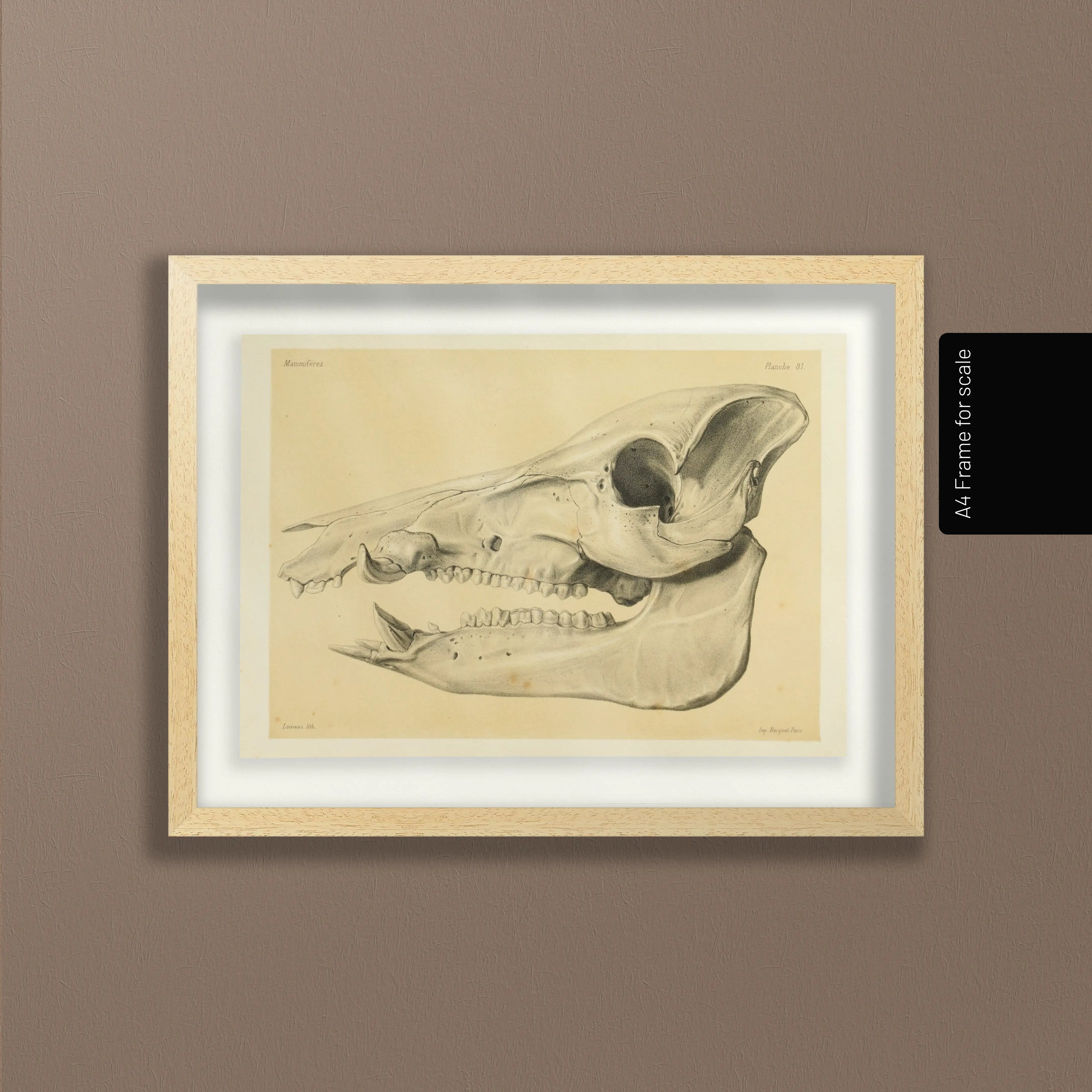 Anatomy: Plate No. 54