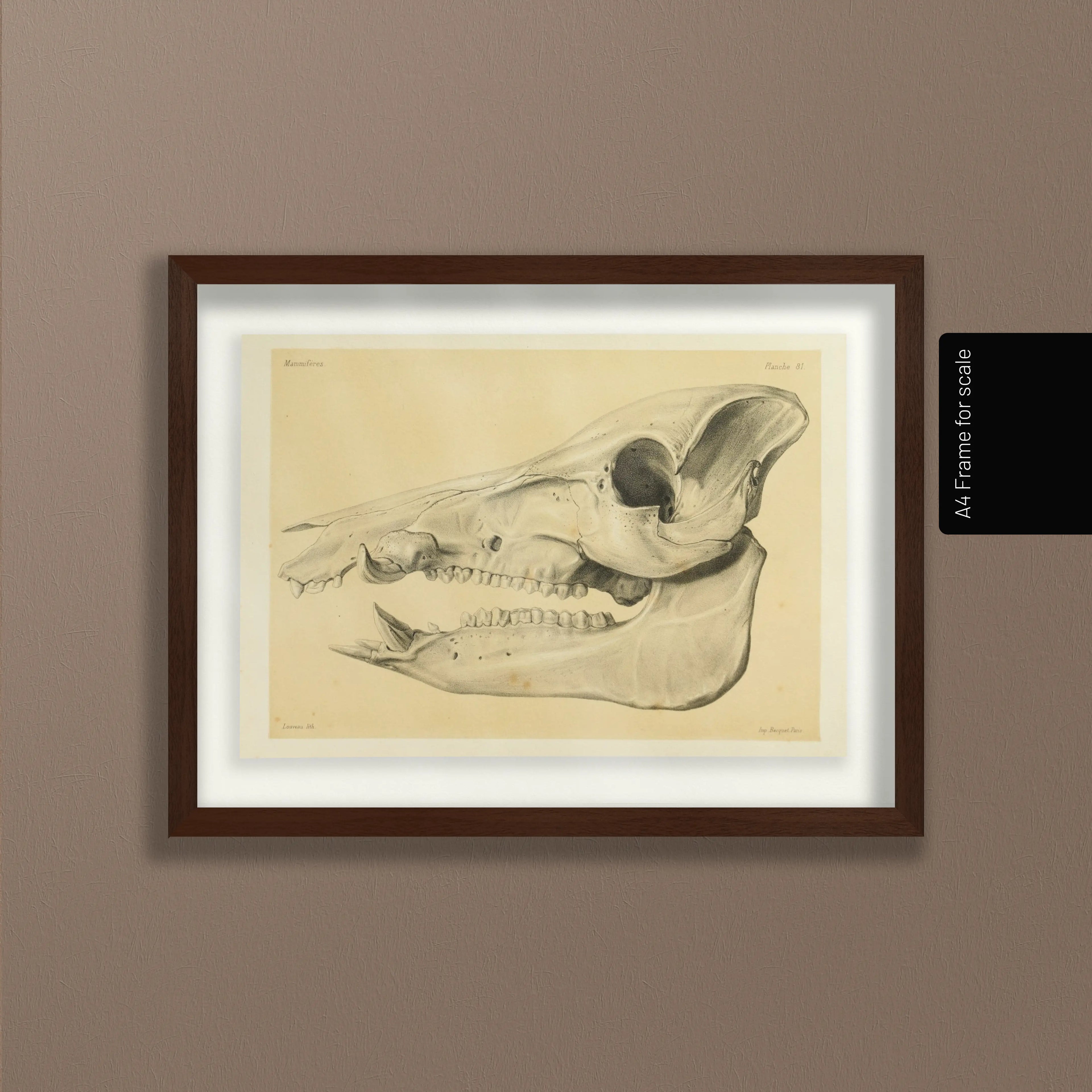 Anatomy: Plate No. 54