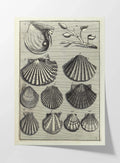 Archives: Plate No. 05