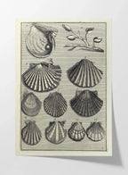 Archives: Plate No. 05