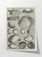 Archives: Plate No. 17