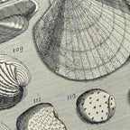Archives: Plate No. 17