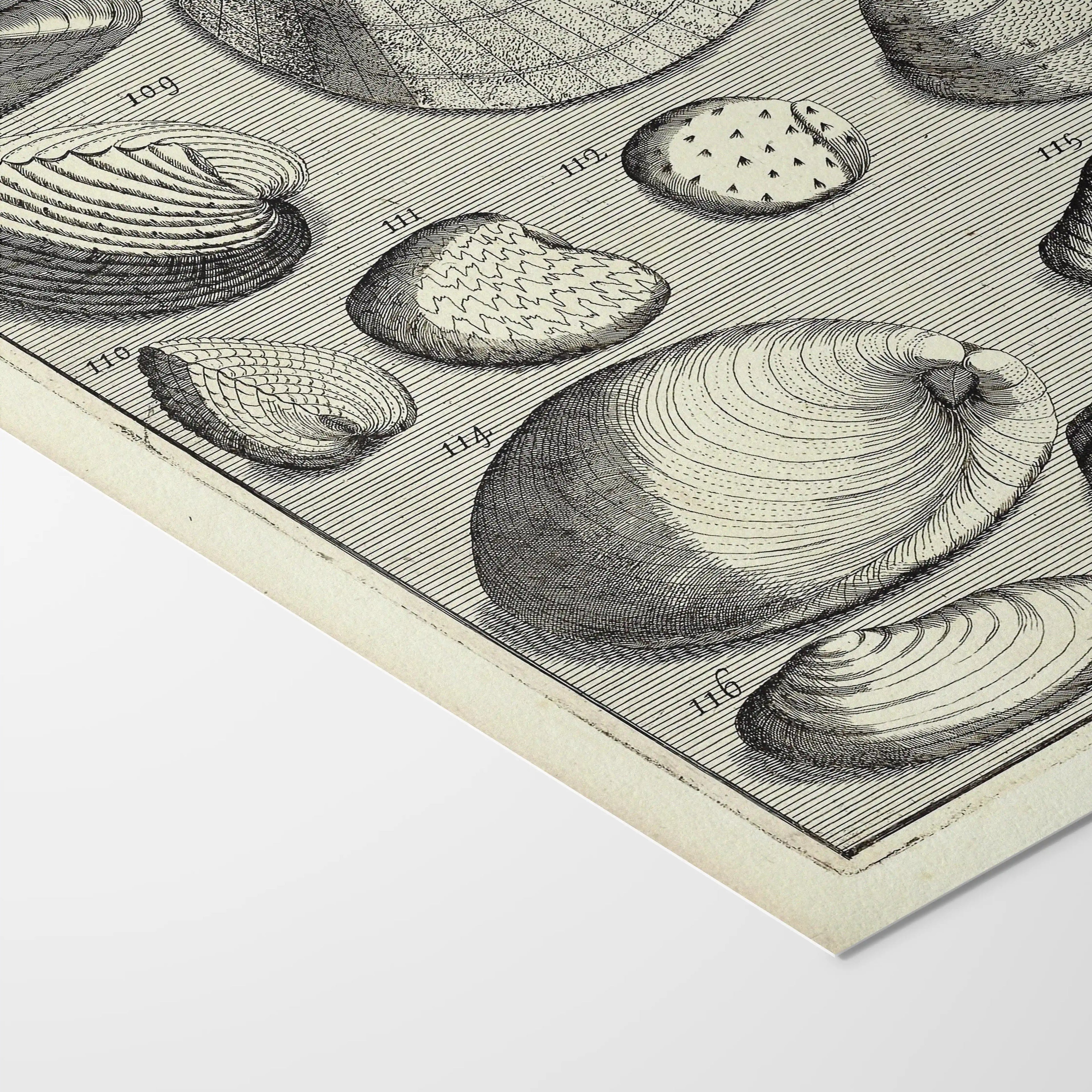 Archives: Plate No. 17