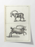 Archives: Plate No. 30