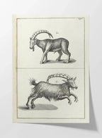 Archives: Plate No. 30
