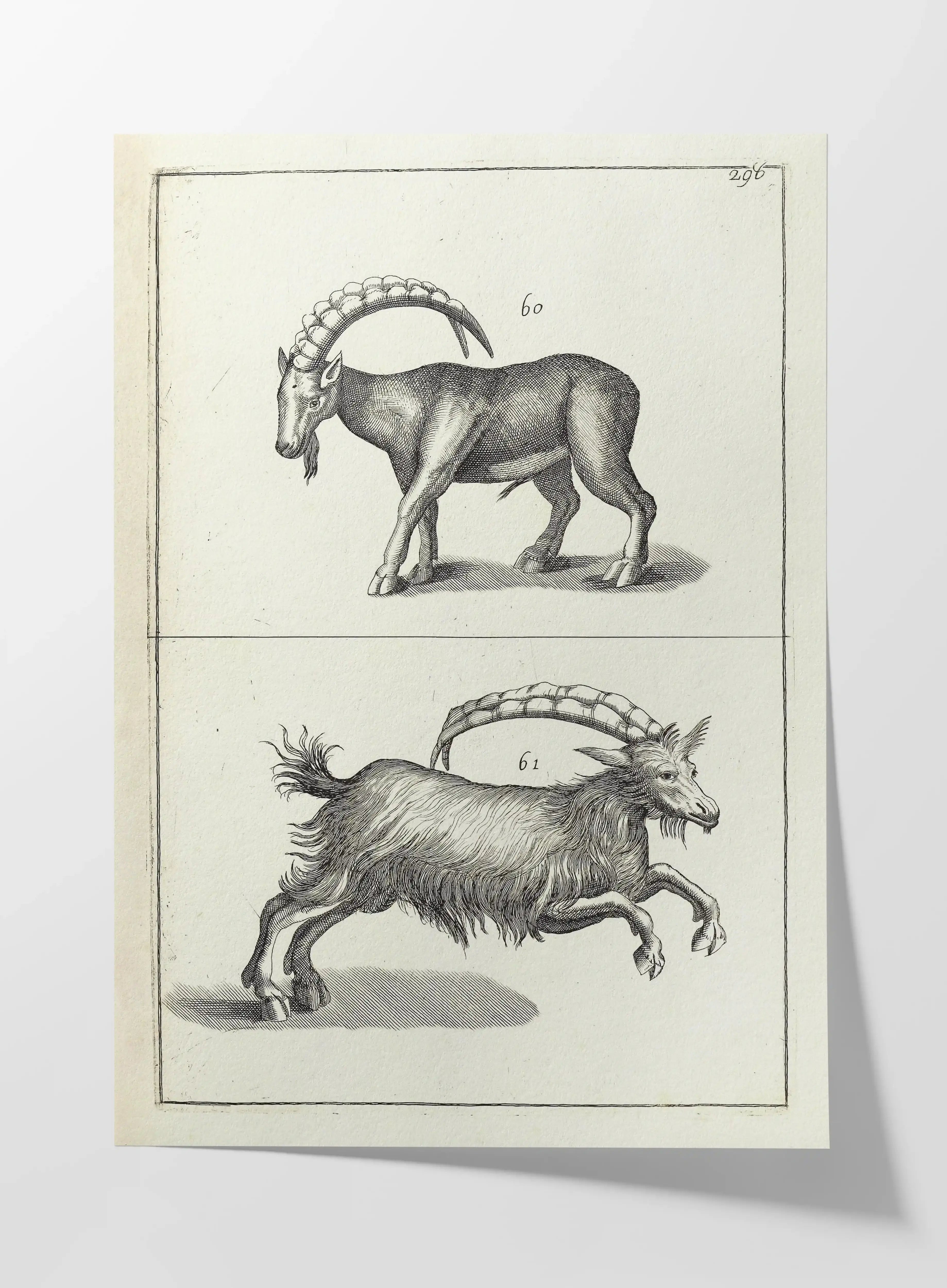 Archives: Plate No. 30