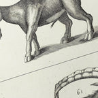 Archives: Plate No. 30