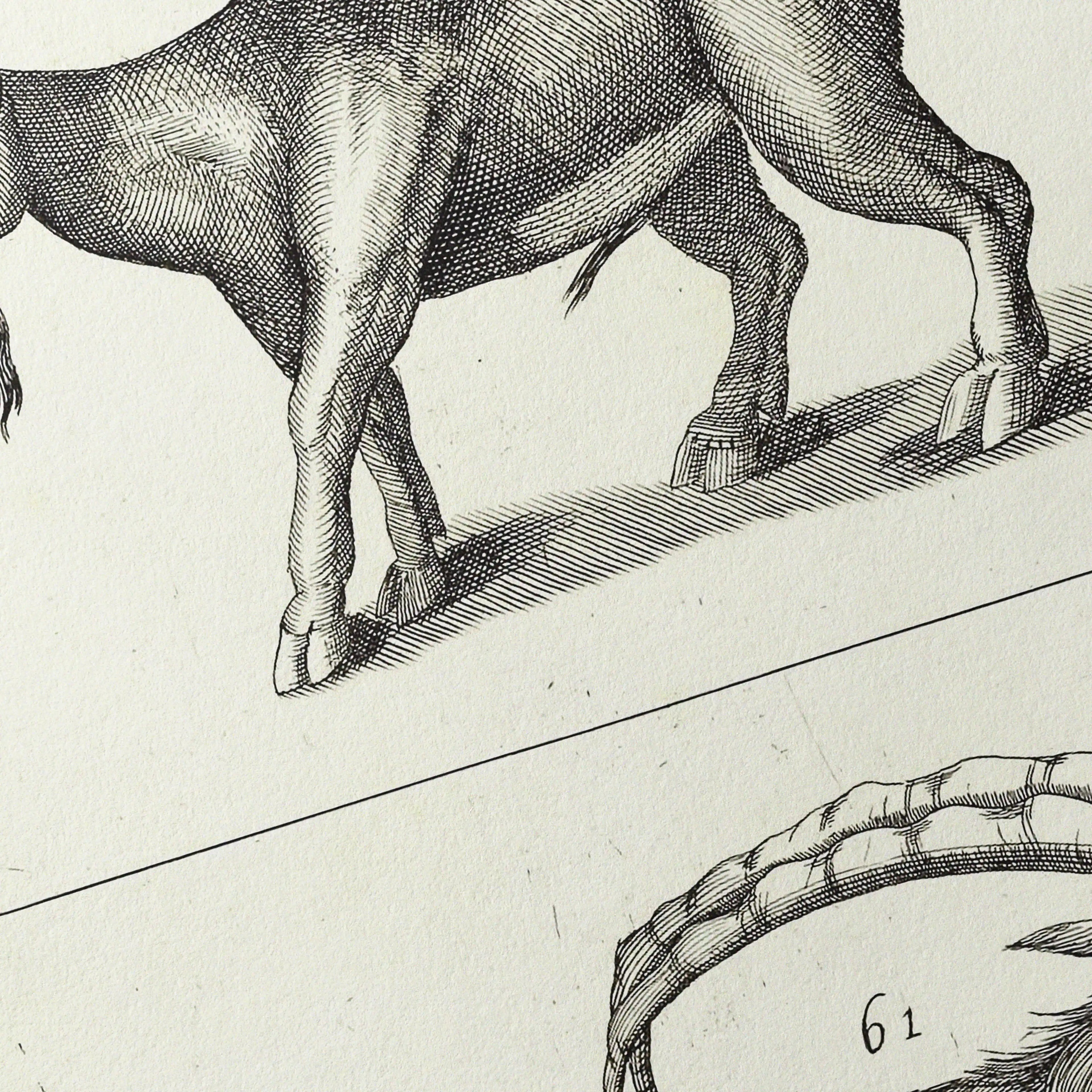 Archives: Plate No. 30