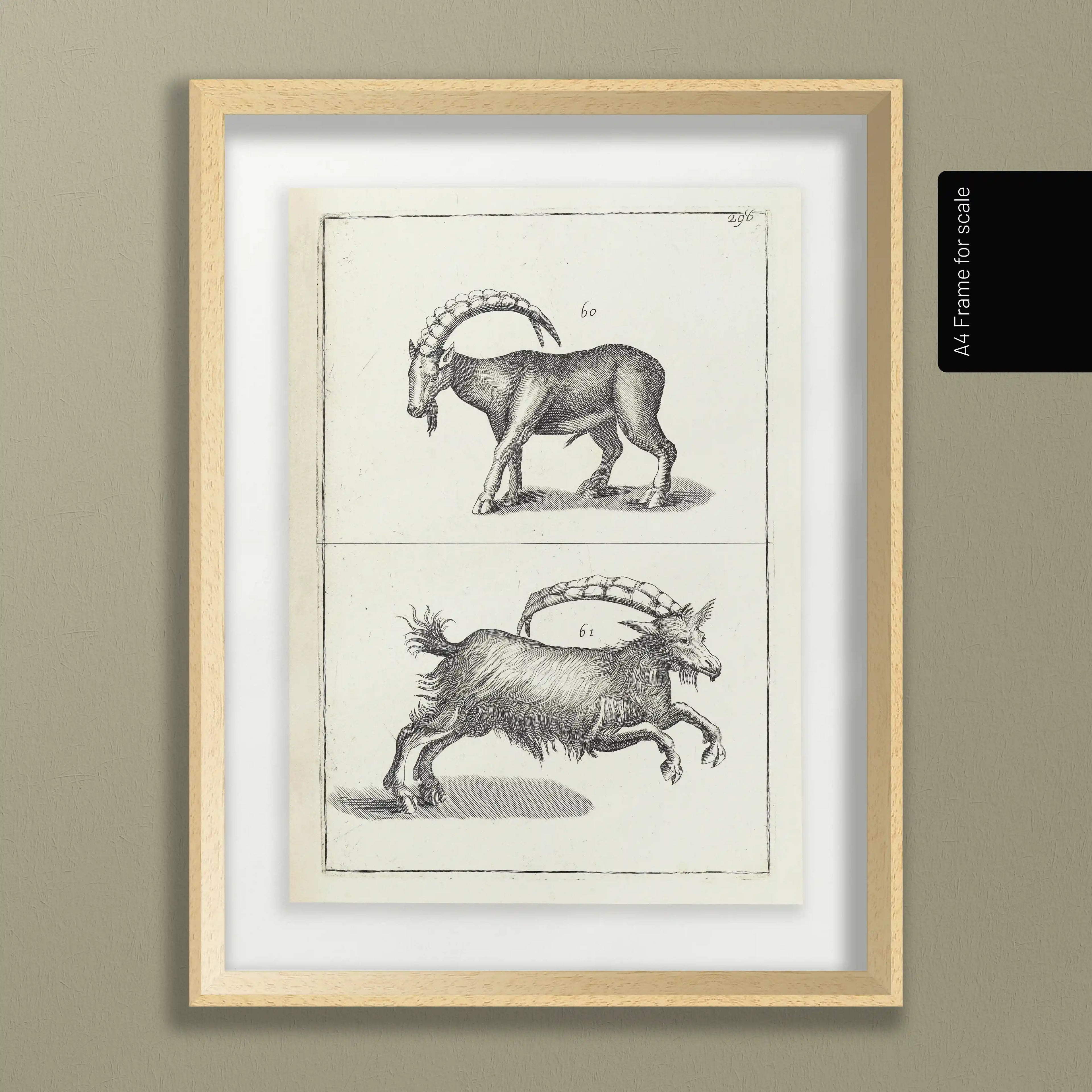 Archives: Plate No. 30