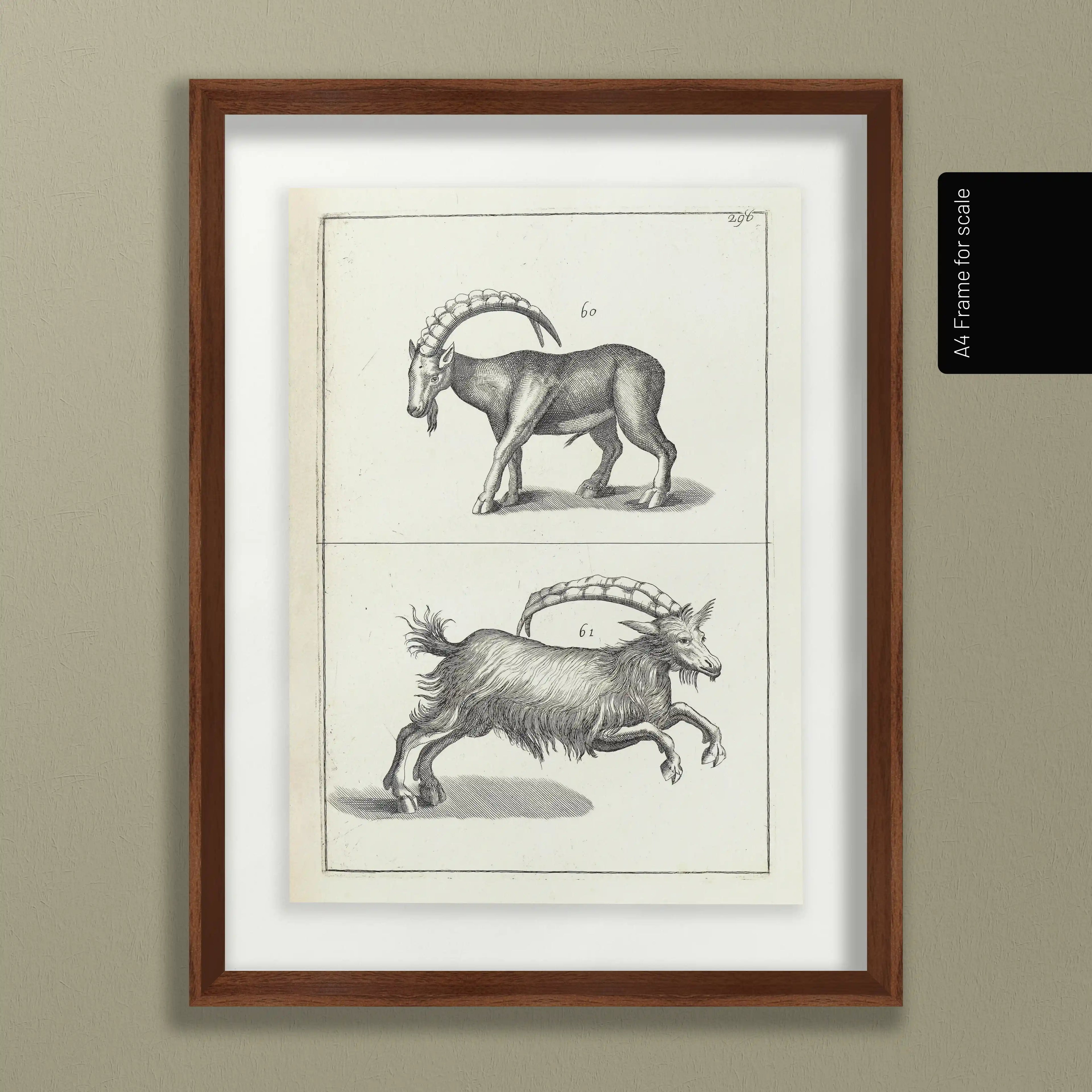 Archives: Plate No. 30