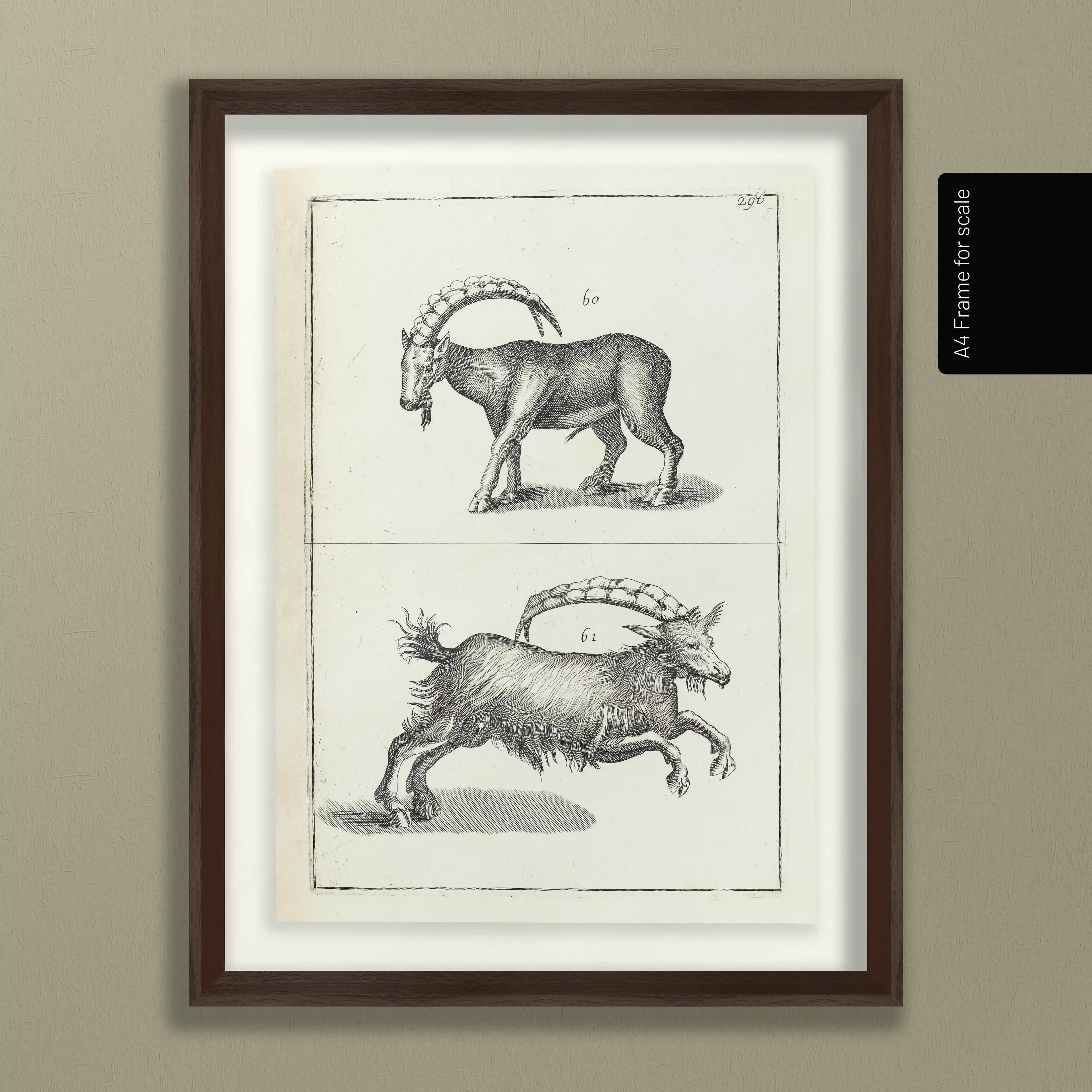 Archives: Plate No. 30
