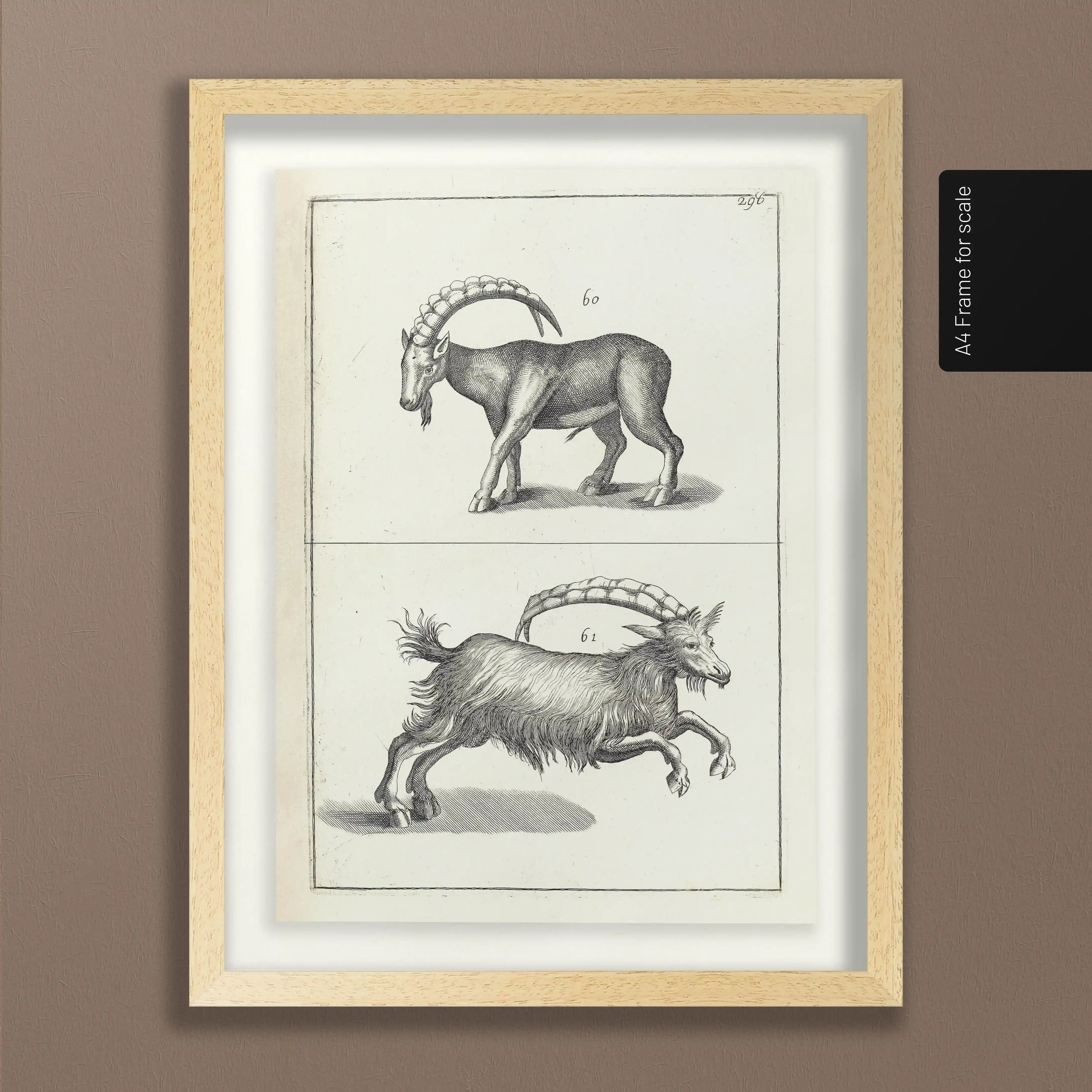 Archives: Plate No. 30