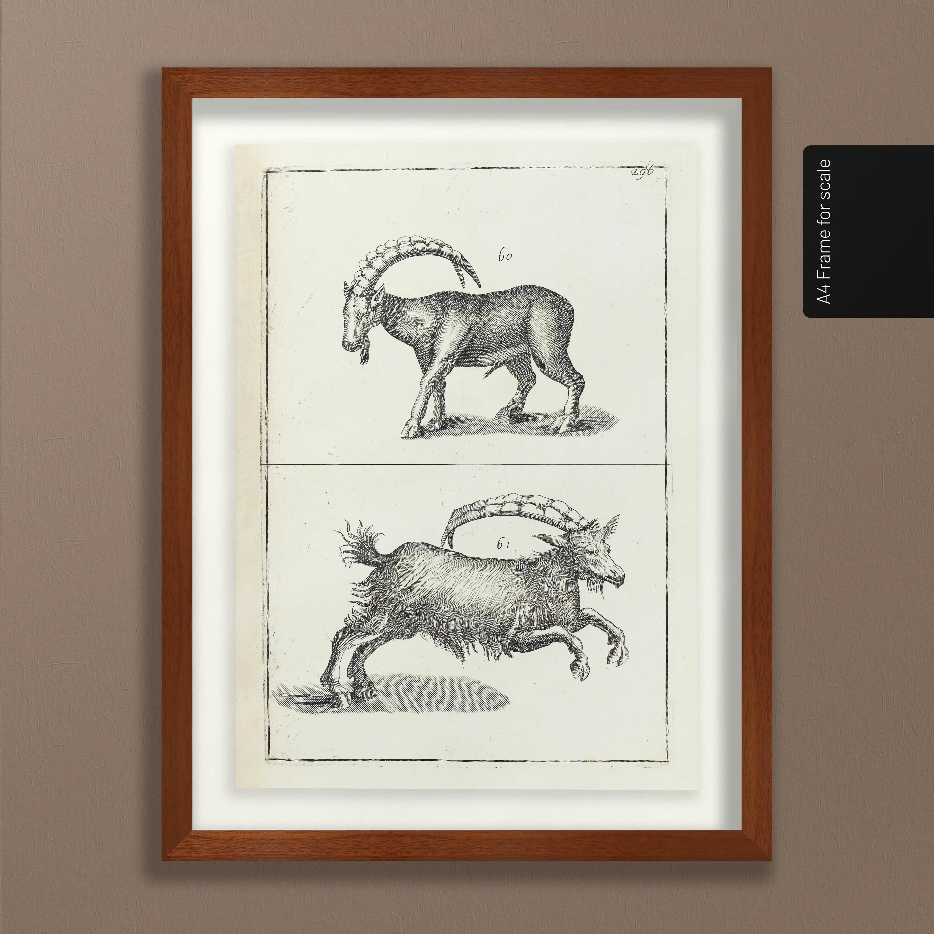 Archives: Plate No. 30
