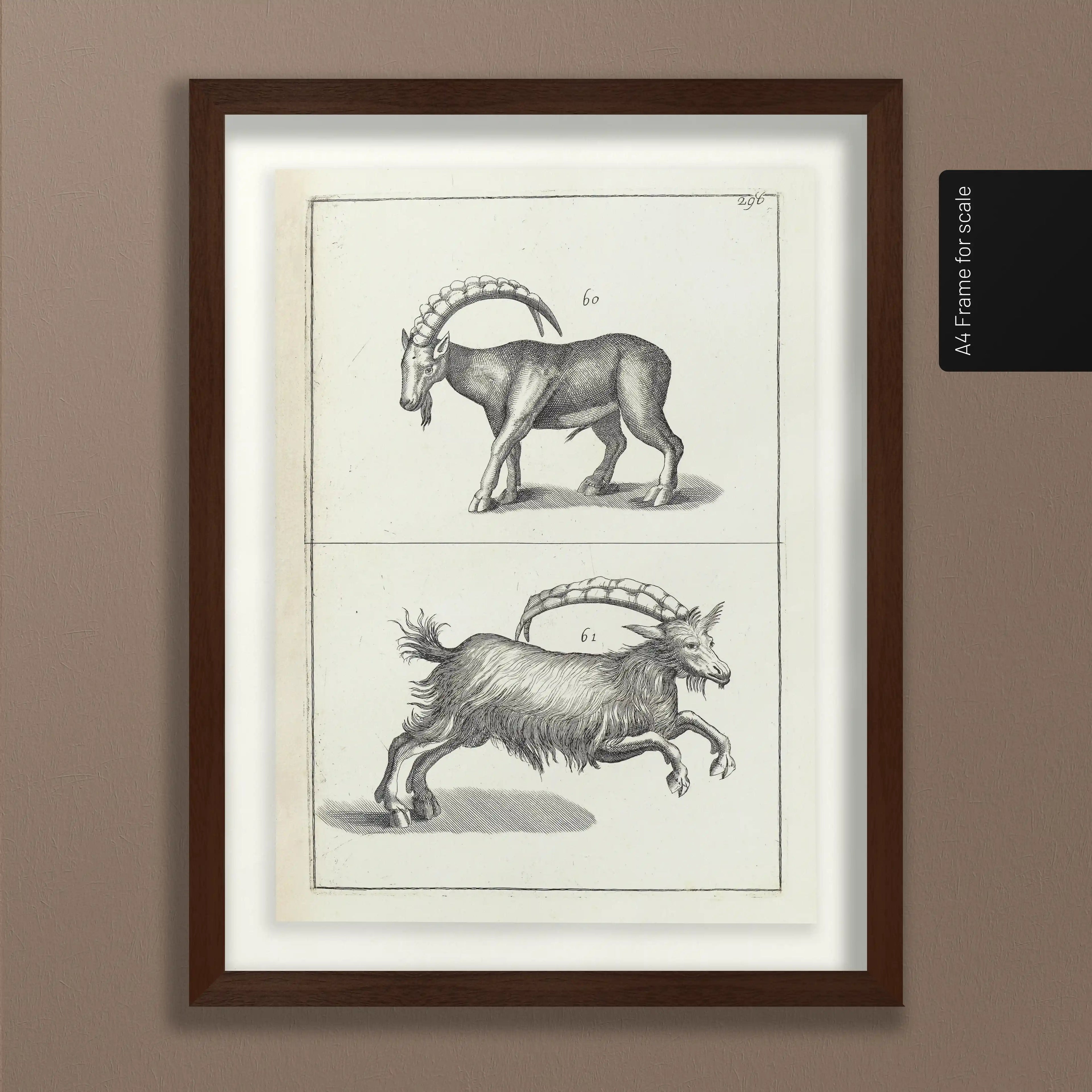 Archives: Plate No. 30