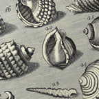 Archives: Plate No. 32