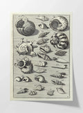 Archives: Plate No. 33