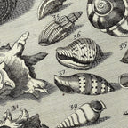 Archives: Plate No. 33