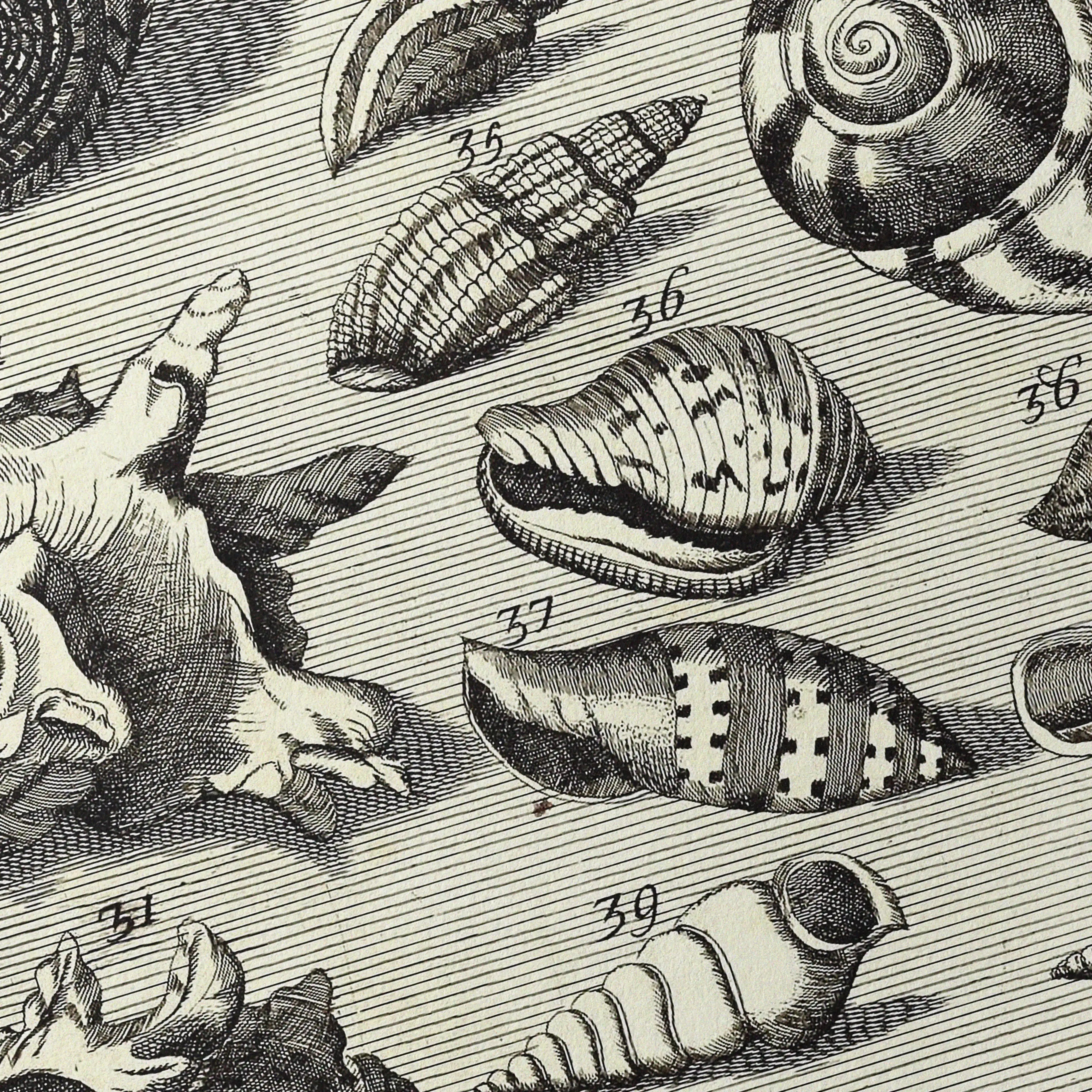 Archives: Plate No. 33
