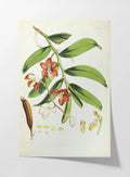 Floral: Plate No. 01