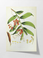 Floral: Plate No. 01